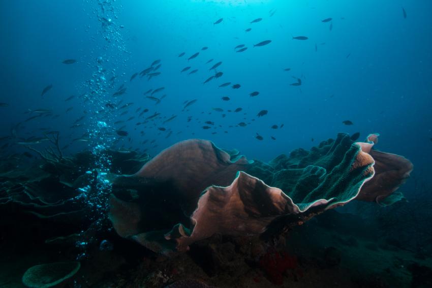 Malayan Wreck