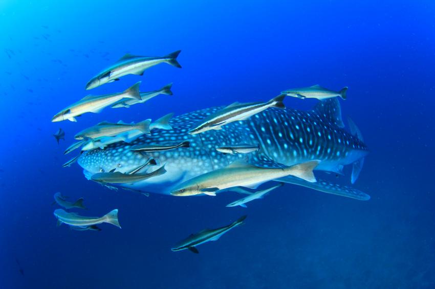 Shark Airport