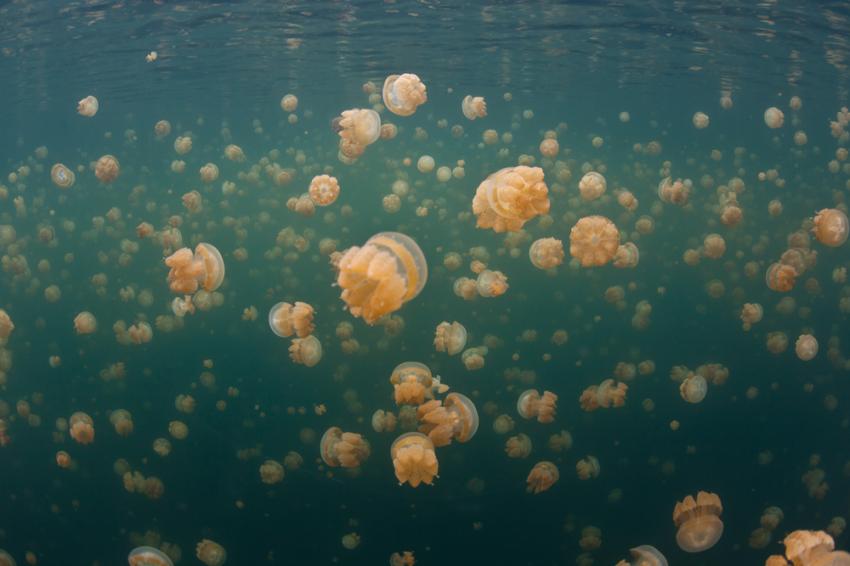 Jellyfish Lake