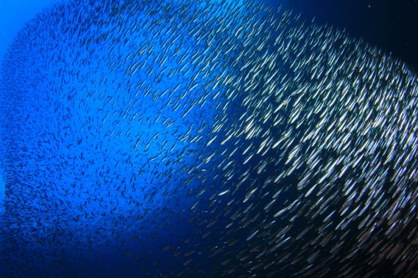 Sardine Reef