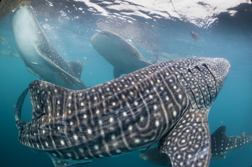 Whalesharks