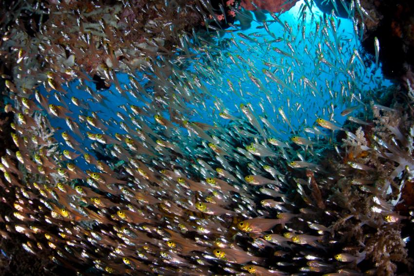 The Goa Farondi Caves