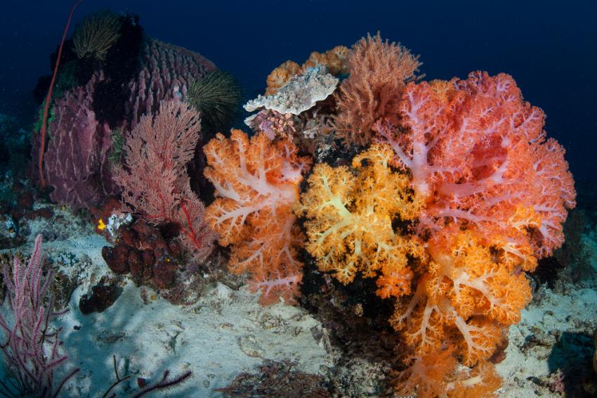 Secret Garden (Komodo)