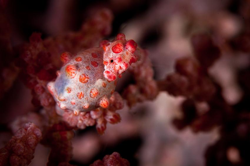 Cannibal Rock (Komodo)