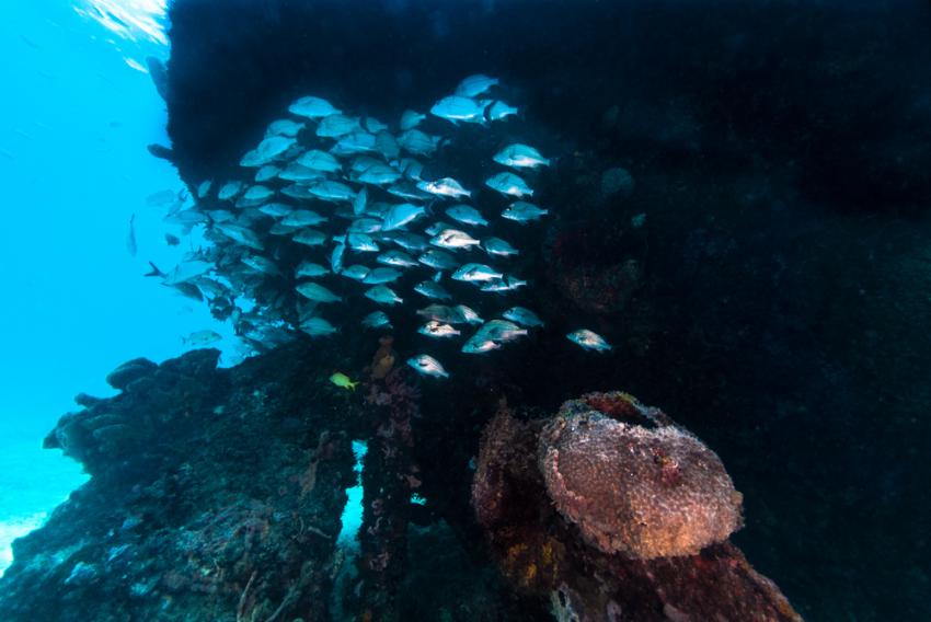 HMAS Swan wreck