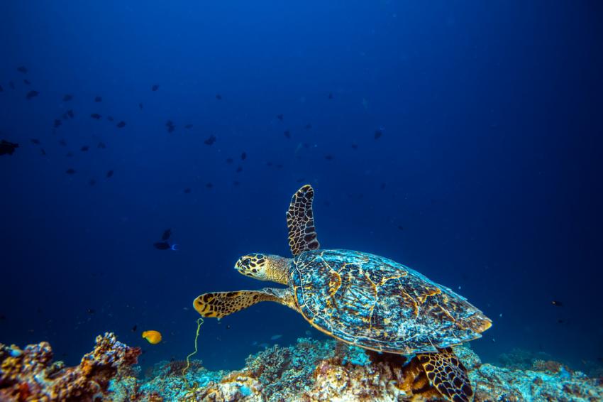 Milln Reef