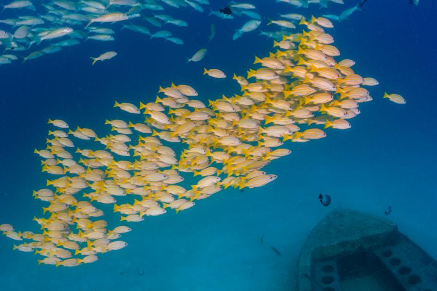 Curtin Artificial Reef