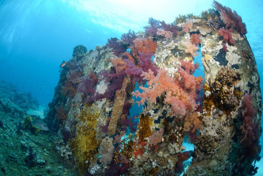 Cochrane Artificial Reef