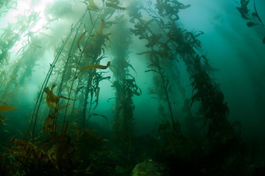 Giant Kelp Forest