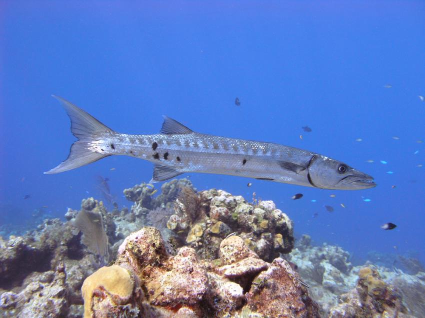 Barracuda Shoals