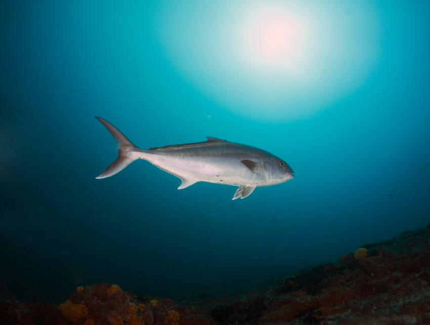 Amberjack Reef