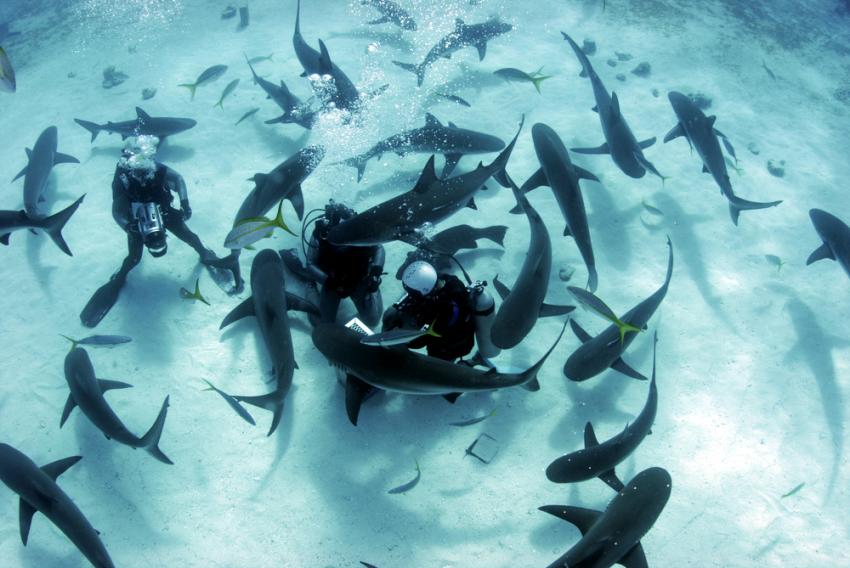 Shark Paradise