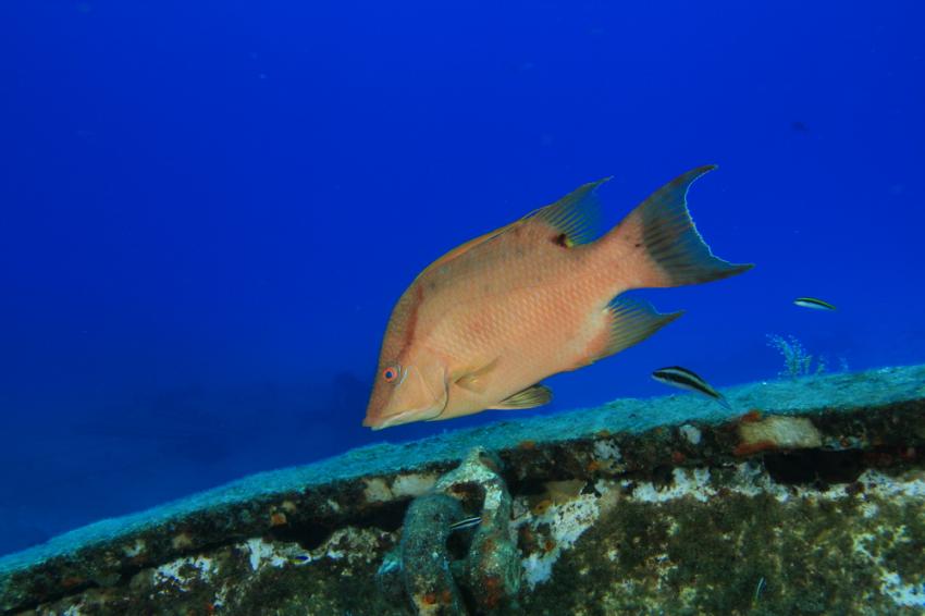 Hog Fish