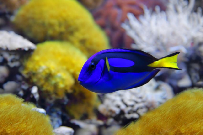 Blue Tang