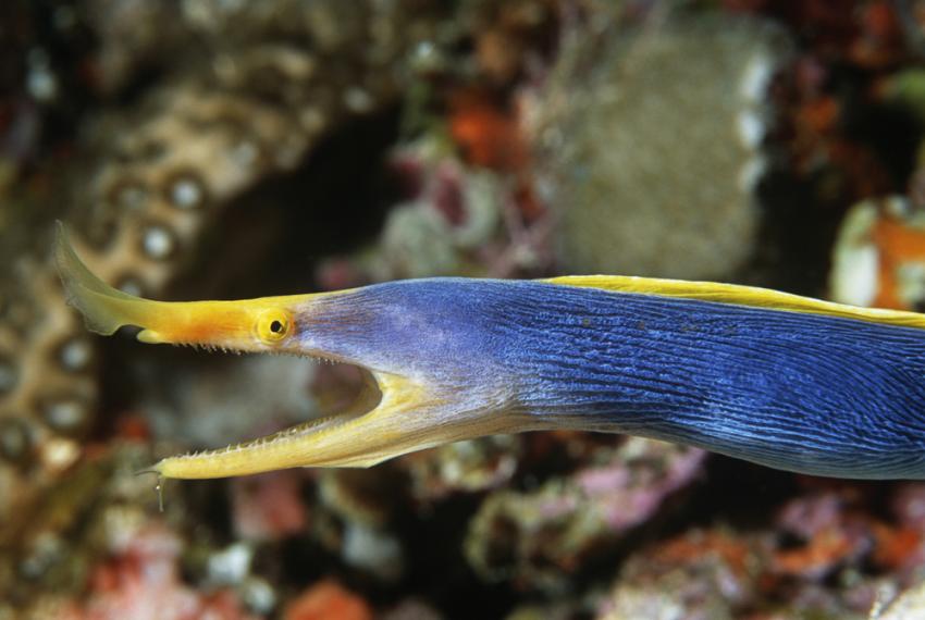 Blue Ribbon Eel Ridge