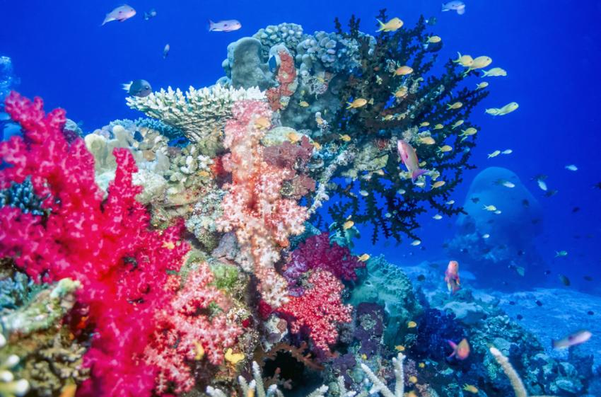 Namena Marine Reserve