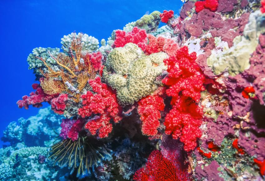 Coral Corner