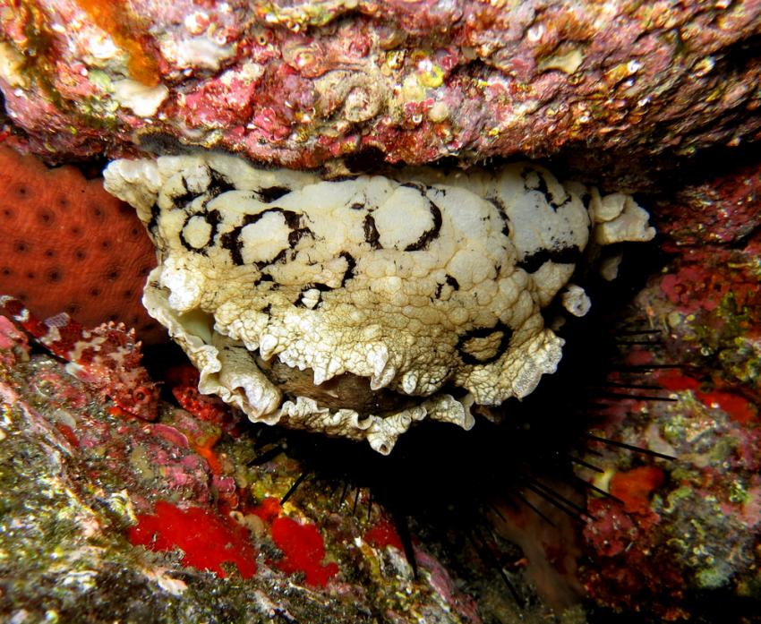 Llossa del Patro Pere