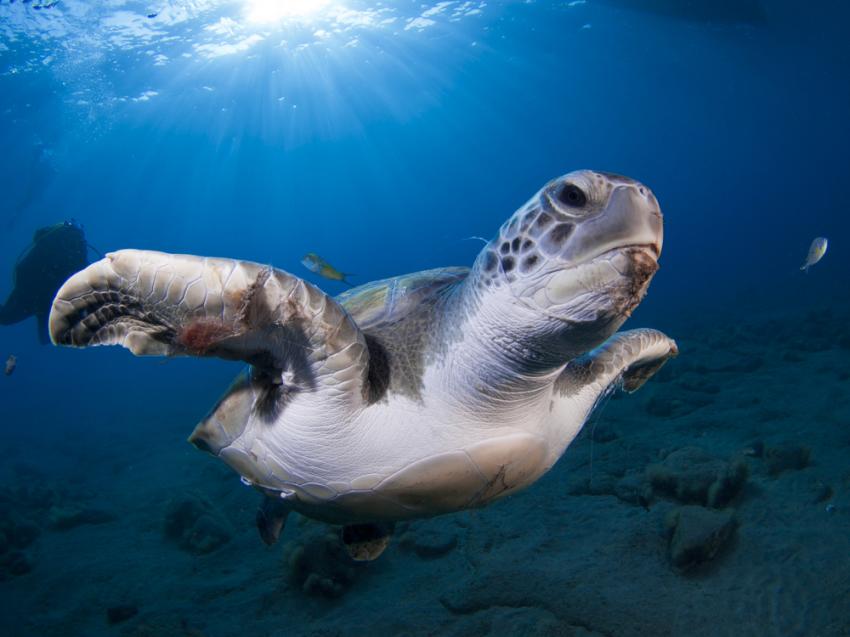 Pecios del Puerto del Carmen