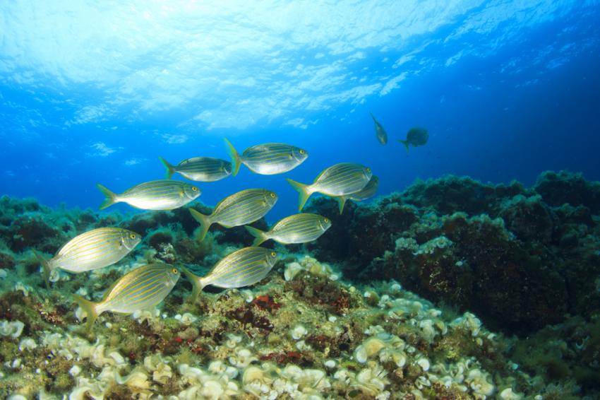 Los Cancajos: The Housereef