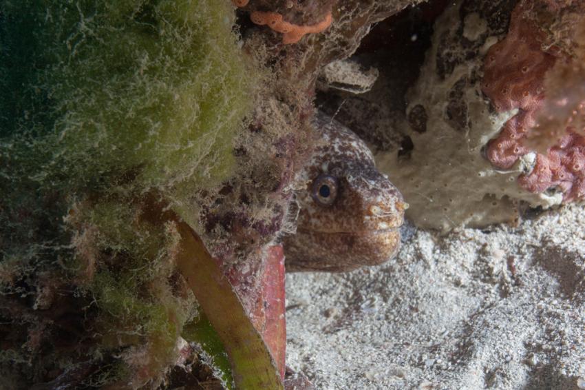 Prince Heinrichs Patch