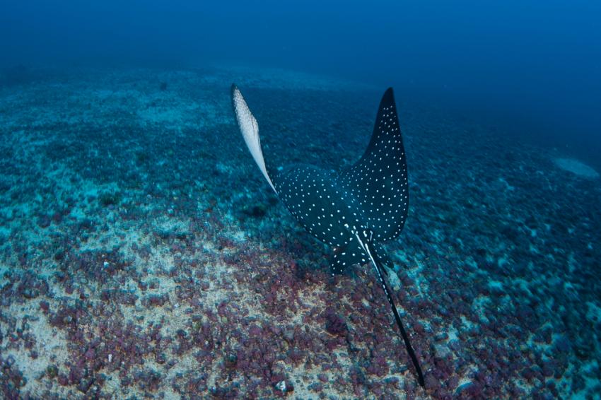 Manuelita Coral Garden