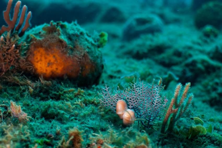 The Portillo's Wreck