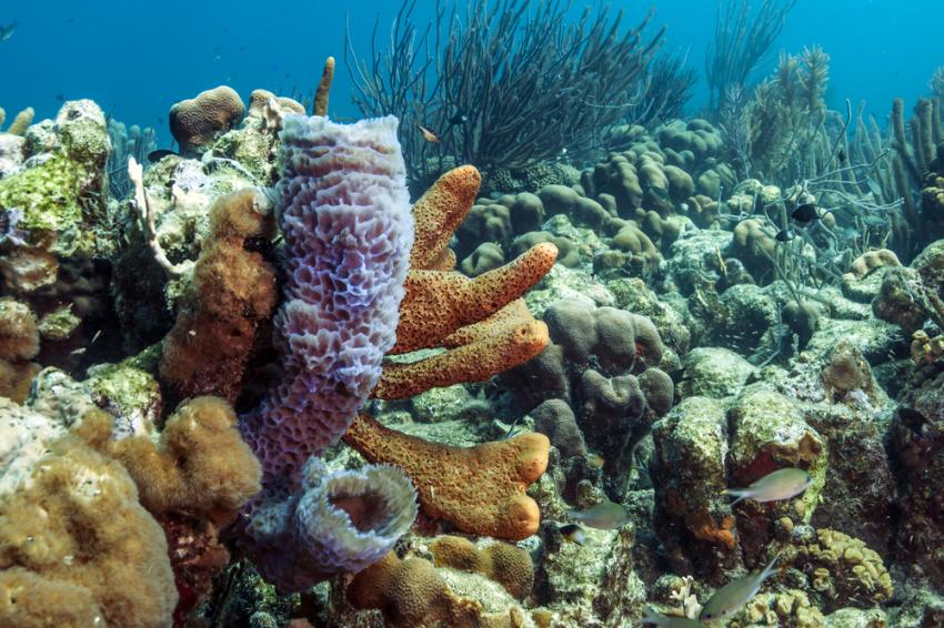 Coral Garden (Las Galeras)