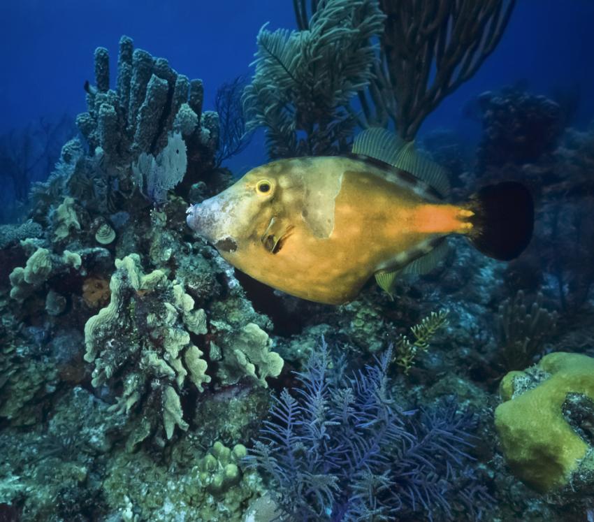 The Elbow - Turneffe Atoll