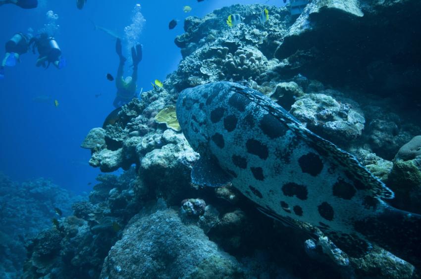 Julian Rocks-Cod Hole