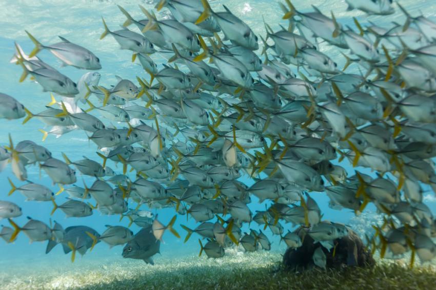 Hol Chan Marine Reserve