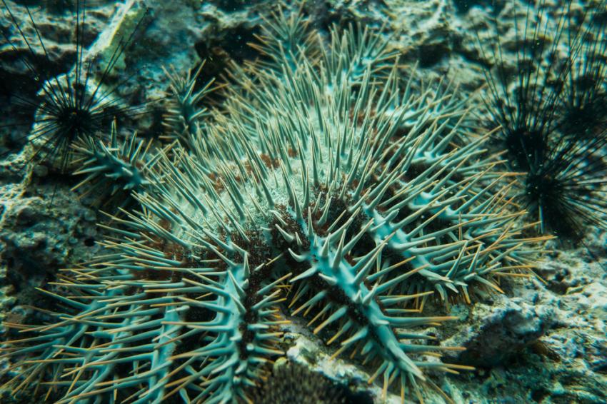 Western Rocky Island