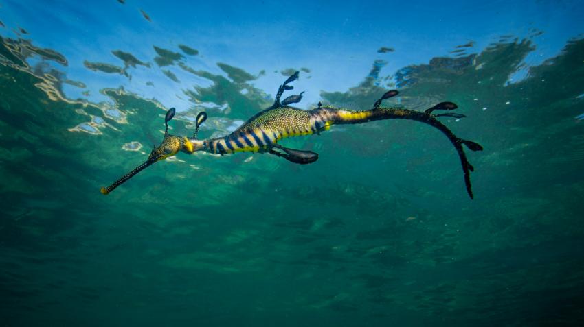 Sea Dragon Colony