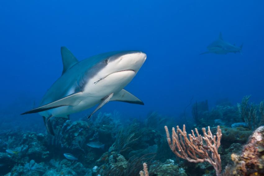 Cara a Cara Shark Dive