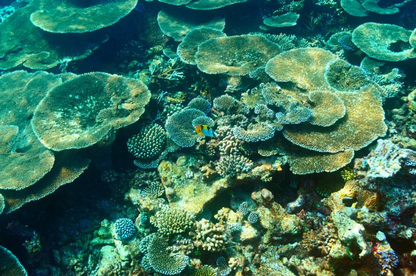 Haa Alifu Atoll