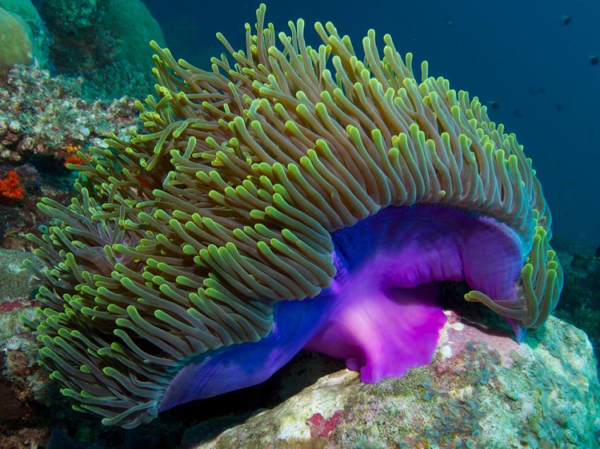 Laamu Atoll
