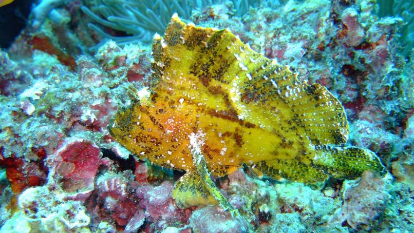 Thinfushi Ethere Thila