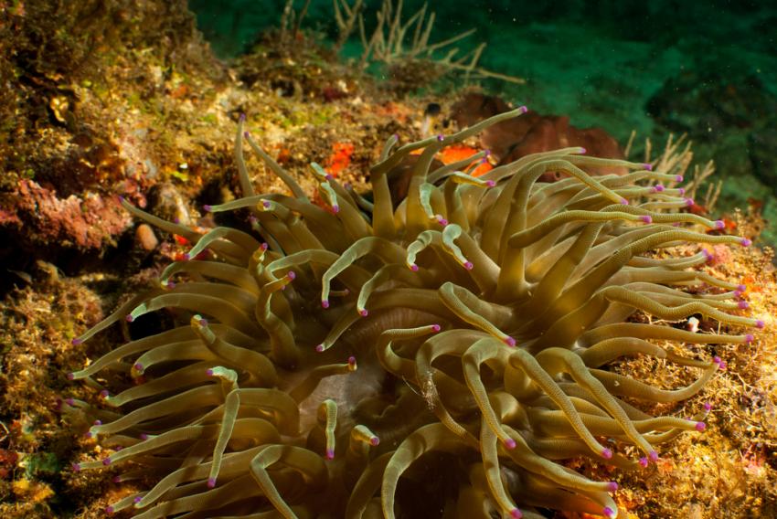 Coral Reef Labyrinth
