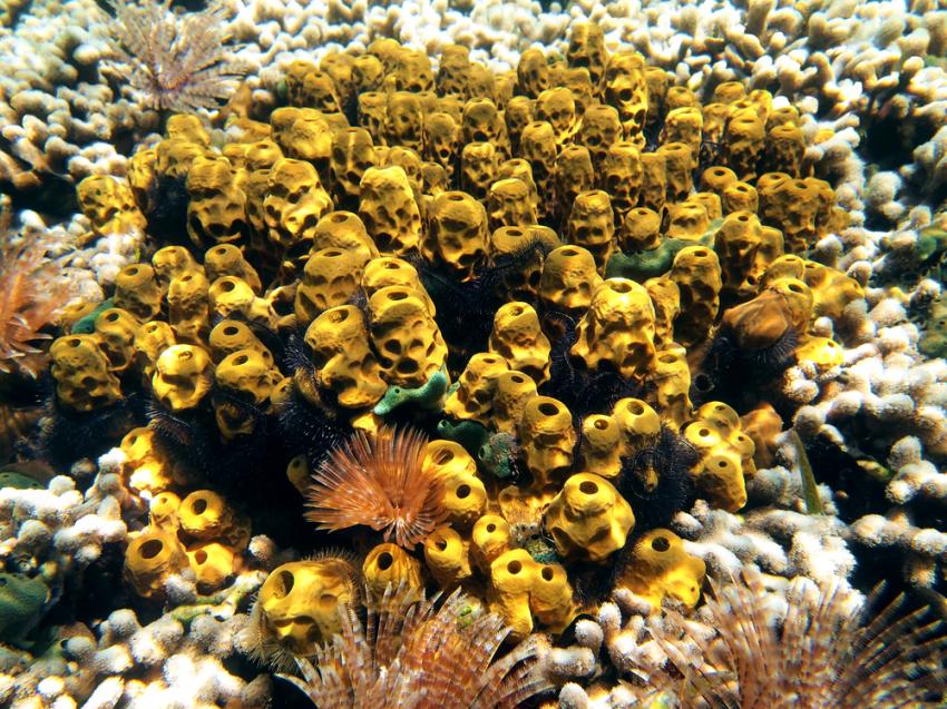 Mangrove Point / Punta Manglar