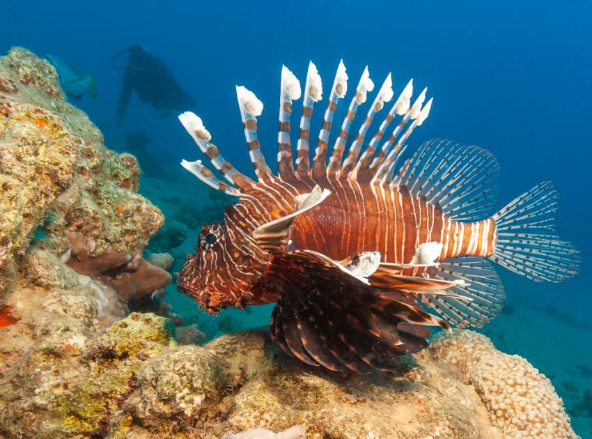 Abu Makadi Middle/South