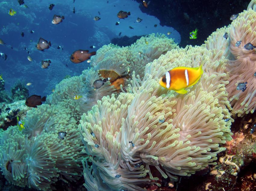Tunduba House Reef