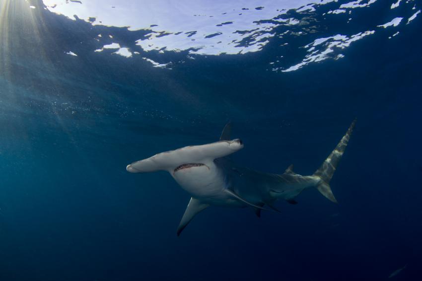 The Hammerhead Sentinel