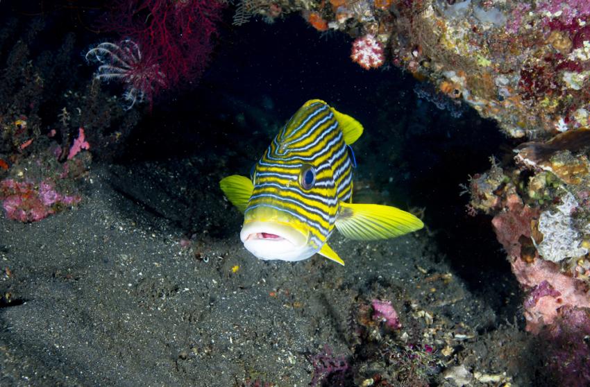 Ribbon Reef