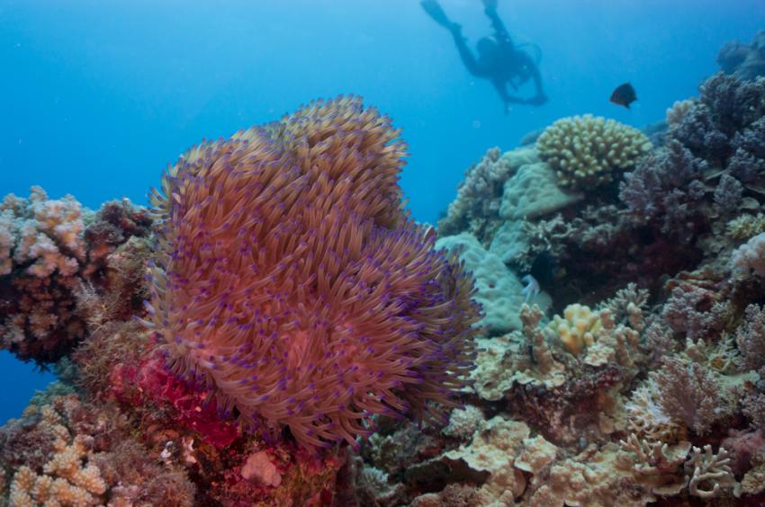 Lizard Island