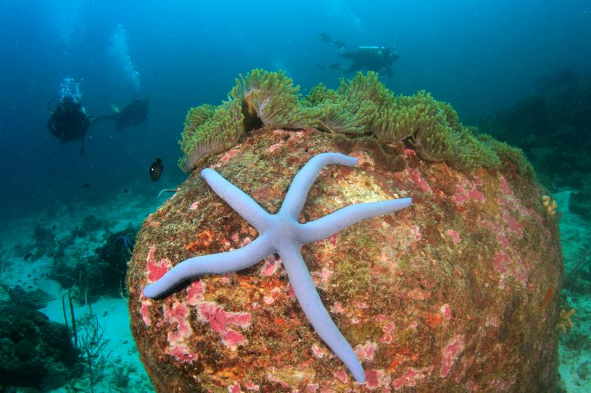 Sea Star/Tusa Mooring