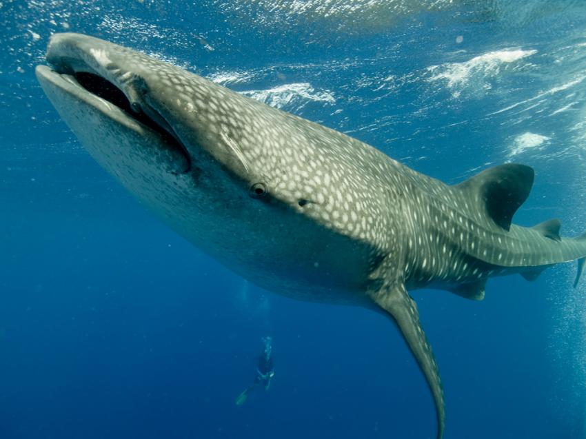 Glover's Reef Atoll