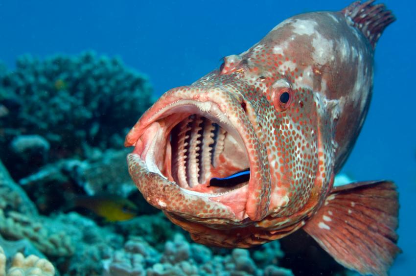 SAS Pietermaritzburg