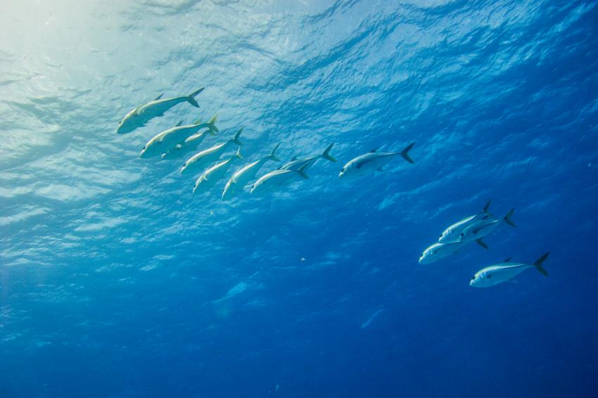 The Franklin Chang Diaz