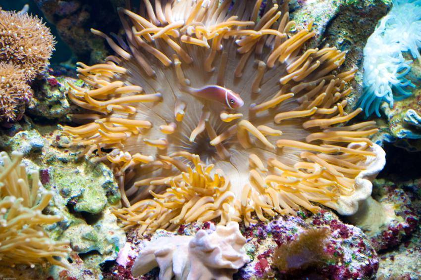 San Antonio Reef