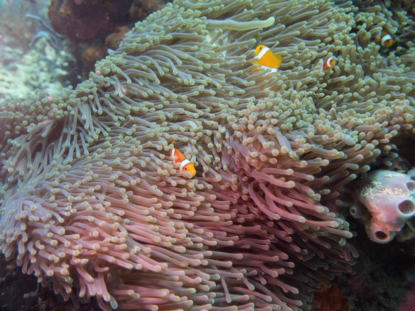 Horseshoe Bay Rinja Island